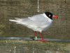 Mediterranean Gull at Southend Pier (Steve Arlow) (132531 bytes)